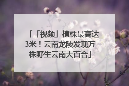 「视频」植株最高达3米！云南龙陵发现万株野生云南大百合