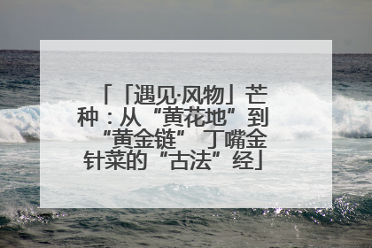 「遇见·风物」芒种：从“黄花地”到“黄金链” 丁嘴金针菜的“古法”经