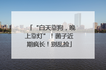 “白天靠狗，晚上靠灯”！菌子近期疯长！别乱捡