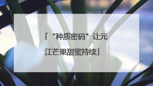 “种质密码”让元江芒果甜蜜持续