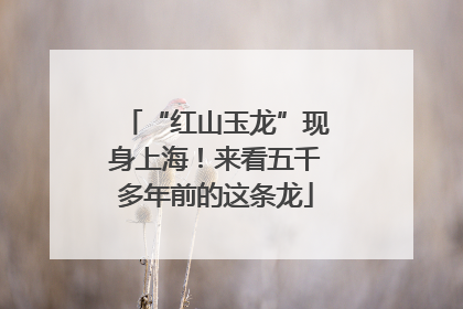 “红山玉龙”现身上海！来看五千多年前的这条龙