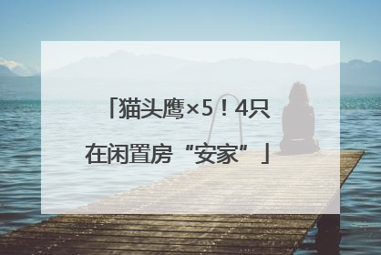 猫头鹰×5！4只在闲置房“安家”