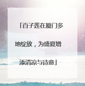 百子莲在厦门多地绽放，为盛夏增添清凉与诗意