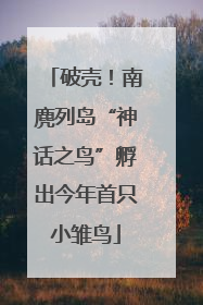 破壳！南麂列岛“神话之鸟”孵出今年首只小雏鸟