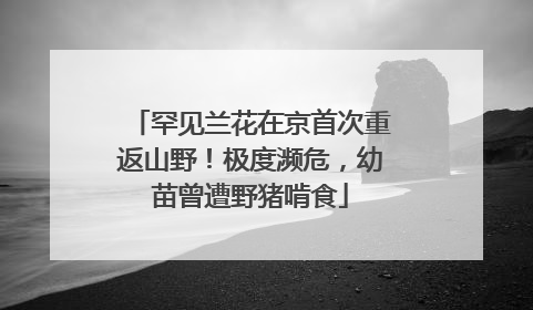 罕见兰花在京首次重返山野！极度濒危，幼苗曾遭野猪啃食