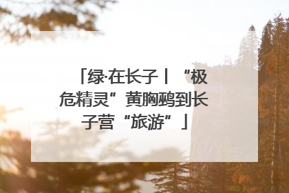 绿·在长子丨“极危精灵”黄胸鹀到长子营“旅游”