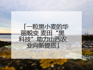 一粒黑小麦的华丽蜕变 麦田“黑科技”助力山西农业向新提质