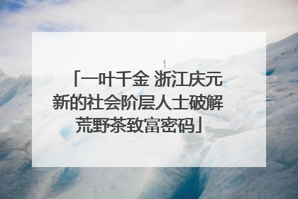 一叶千金 浙江庆元新的社会阶层人士破解荒野茶致富密码