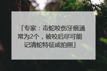 专家：毒蛇咬伤牙痕通常为2个，被咬后尽可能记清蛇特征或拍照