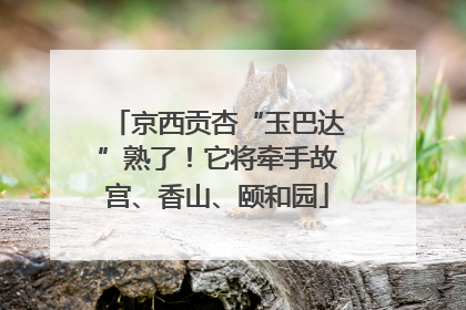 京西贡杏“玉巴达”熟了！它将牵手故宫、香山、颐和园