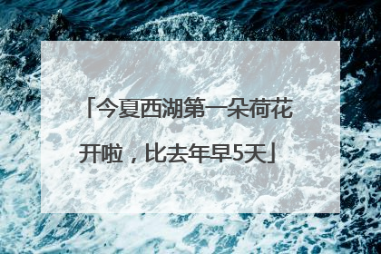 今夏西湖第一朵荷花开啦，比去年早5天