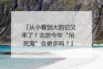 从小看到大的它又来了！北京今年“吊死鬼”会更多吗？