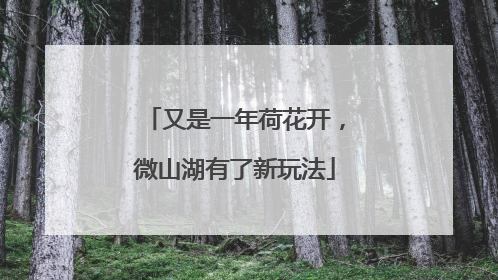 又是一年荷花开，微山湖有了新玩法