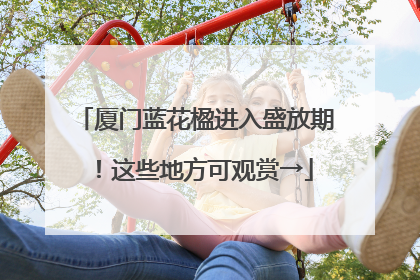 厦门蓝花楹进入盛放期！这些地方可观赏→