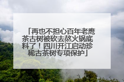 再也不担心百年老鹰茶古树被砍去熬火锅底料了！四川开江启动珍稀古茶树专项保护
