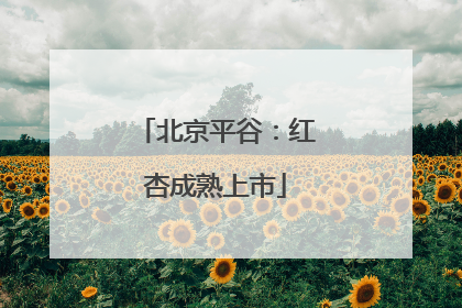 北京平谷：红杏成熟上市
