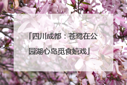 四川成都：苍鹭在公园湖心岛觅食嬉戏