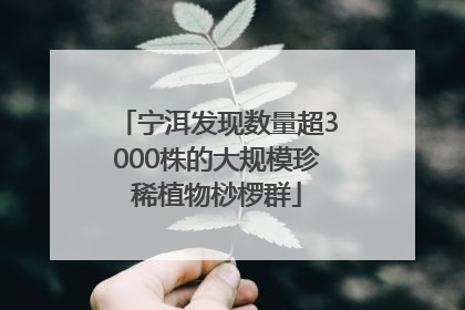 宁洱发现数量超3000株的大规模珍稀植物桫椤群