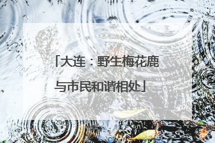 大连：野生梅花鹿与市民和谐相处