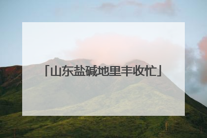 山东盐碱地里丰收忙