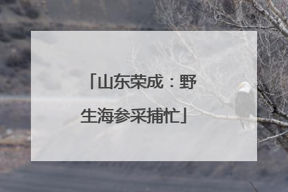 山东荣成：野生海参采捕忙