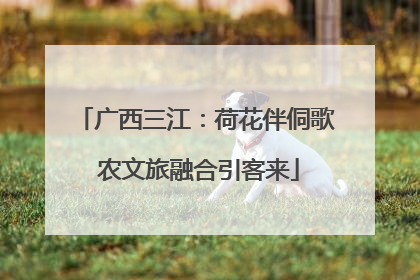 广西三江：荷花伴侗歌 农文旅融合引客来