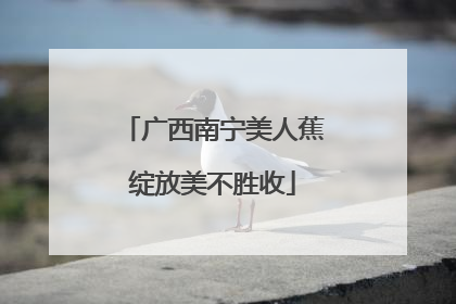 广西南宁美人蕉绽放美不胜收