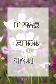 广西容县：夏日荷花引客来