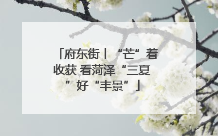 府东街丨“芒”着收获 看菏泽“三夏”好“丰景”