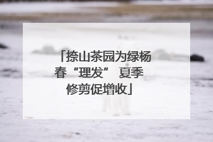 捺山茶园为绿杨春“理发” 夏季修剪促增收