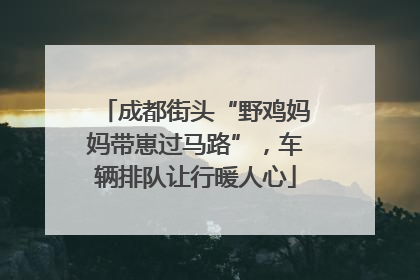 成都街头“野鸡妈妈带崽过马路”，车辆排队让行暖人心