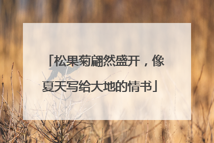 松果菊翩然盛开，像夏天写给大地的情书