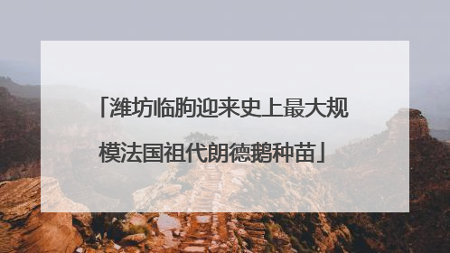 潍坊临朐迎来史上最大规模法国祖代朗德鹅种苗