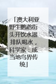 澳大利亚野生鹦鹉街头开饮水器排队喝水，科学家：成当地鸟界传统