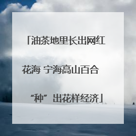 油茶地里长出网红花海 宁海高山百合“种”出花样经济