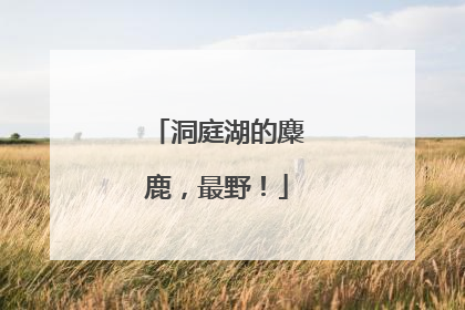 洞庭湖的麋鹿，最野！