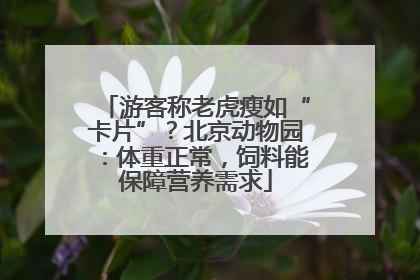 游客称老虎瘦如“卡片”？北京动物园：体重正常，饲料能保障营养需求