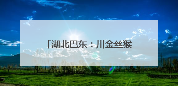 湖北巴东：川金丝猴种群数量稳步增加