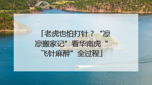 老虎也怕打针？“凛凛搬家记”看华南虎“飞针麻醉”全过程