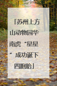 苏州上方山动物园华南虎“星星”成功诞下四胞胎