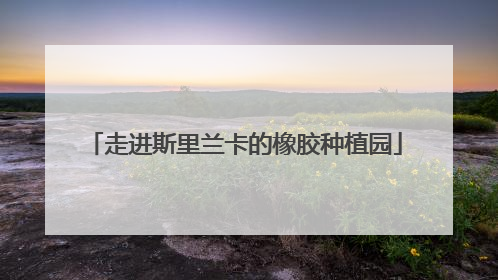走进斯里兰卡的橡胶种植园