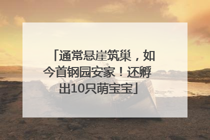 通常悬崖筑巢，如今首钢园安家！还孵出10只萌宝宝