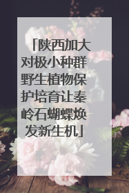 陕西加大对极小种群野生植物保护培育让秦岭石蝴蝶焕发新生机