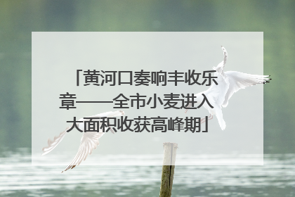 黄河口奏响丰收乐章——全市小麦进入大面积收获高峰期