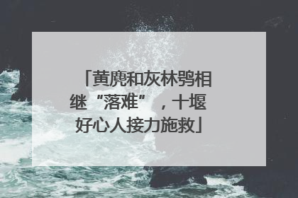 黄麂和灰林鸮相继“落难”，十堰好心人接力施救