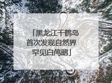 黑龙江千鹤岛首次发现自然界罕见白鸬鹚