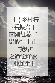 （乡村行·看振兴）南湖红菱“错峰”上市 “抢早”之道诠释农业新生