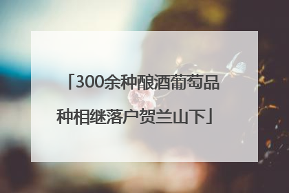 300余种酿酒葡萄品种相继落户贺兰山下